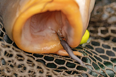 Adaptateur Fox Edges Tungsten Line Alignas Pour Hçs 1 à 6 (par 8) -Fox || KORDA || Sonik Soldes 3c25656d81617bcfdbe063554b41340b98f2f1d4 233250 amb2