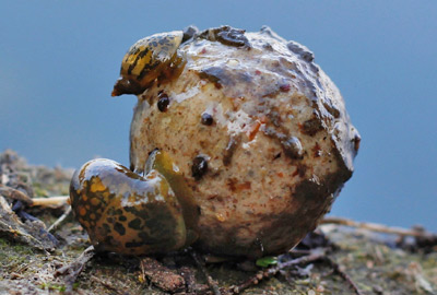 Attractant Dynamite Baits Peppered Squid 500ml - description 03