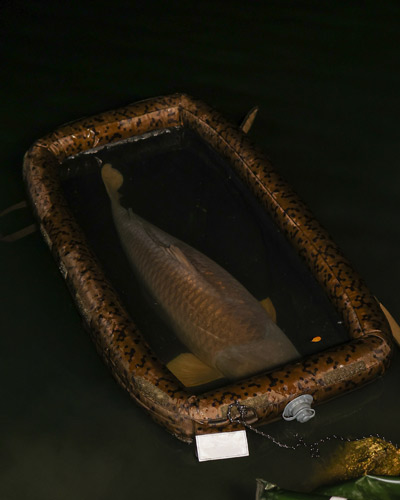 Matelas de Réception Solar SP C-Tech Floatation Cell - description 13