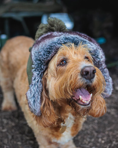 Chapka Fox Trapper Hat - description 08