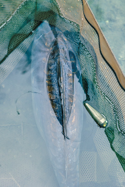 Trakker